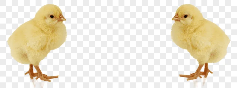 png clipart chicken baby chicken food image file formats