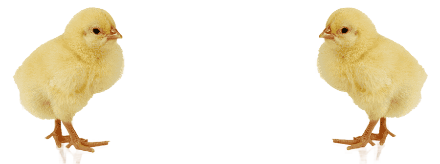 png clipart chicken baby chicken food image file formats