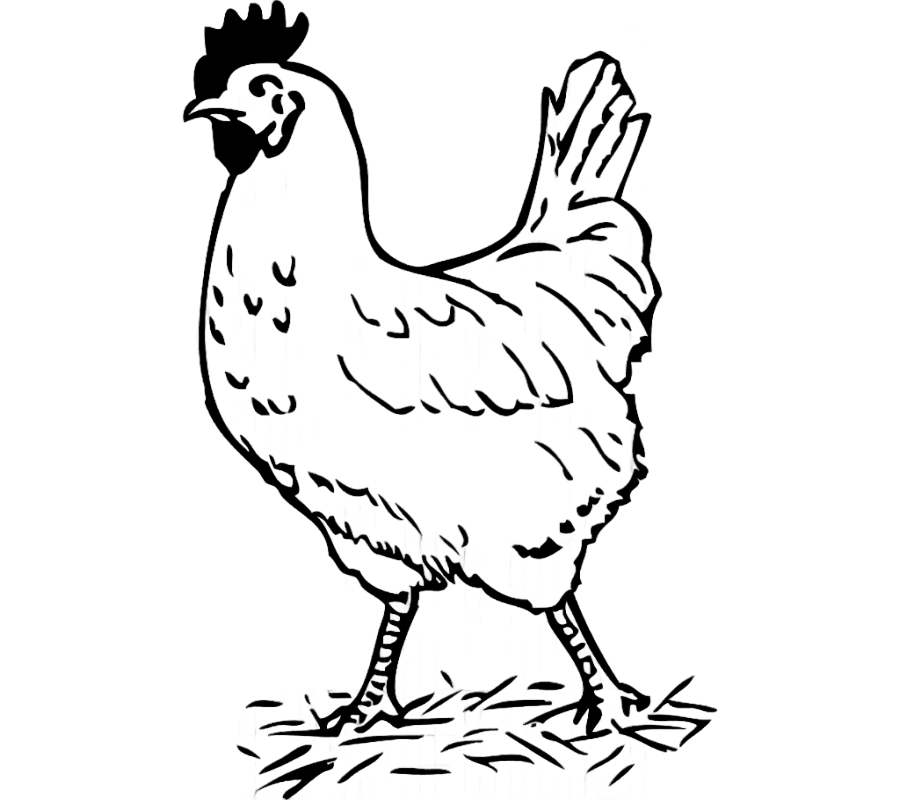 png clipart chicken black and white rooster chicken white animals