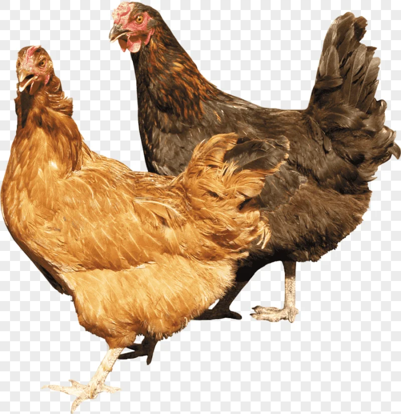 png clipart chicken cattle farm live chicken food animals