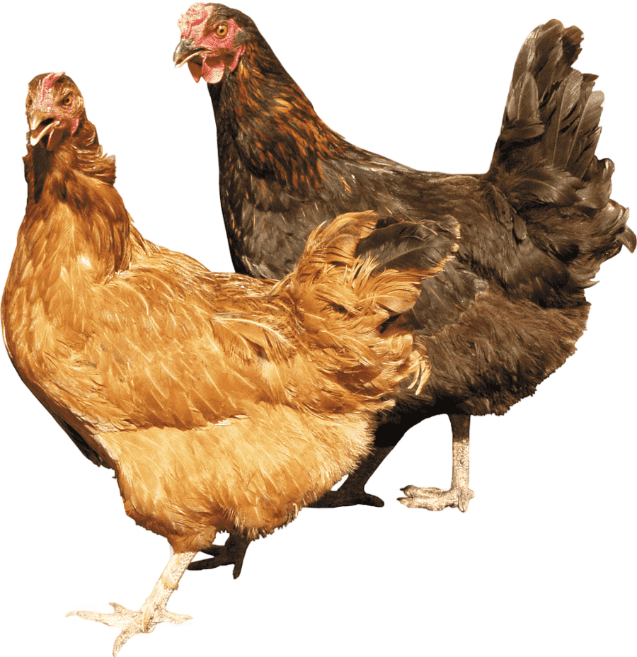 png clipart chicken cattle farm live chicken food animals