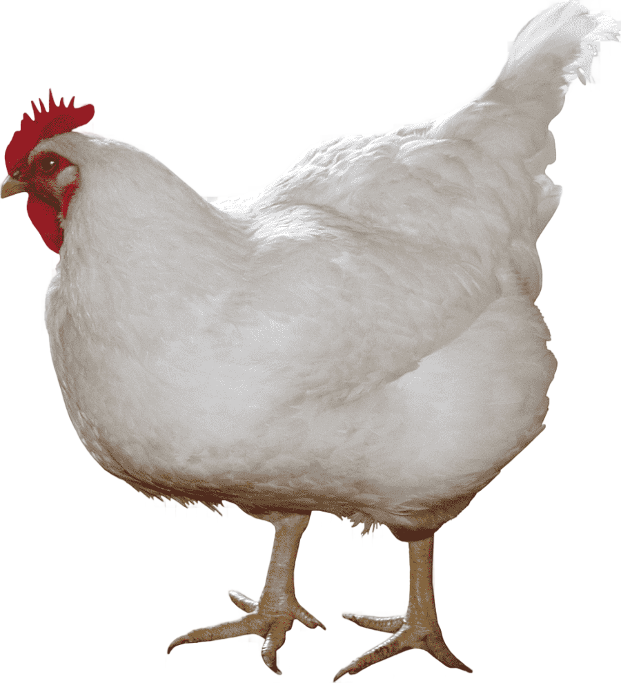 png clipart chicken chicken