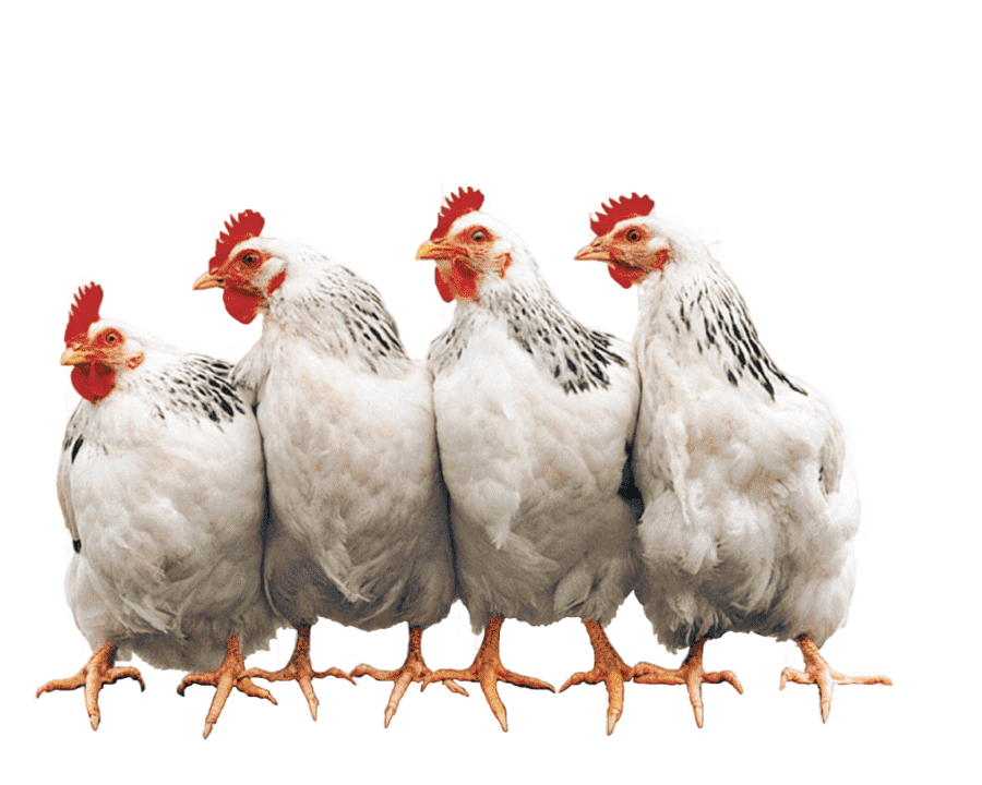 png clipart chicken coop hen rooster poultry farming chicken food animals