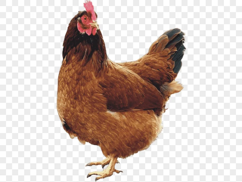 png clipart chicken coop rooster hen chicken food animals