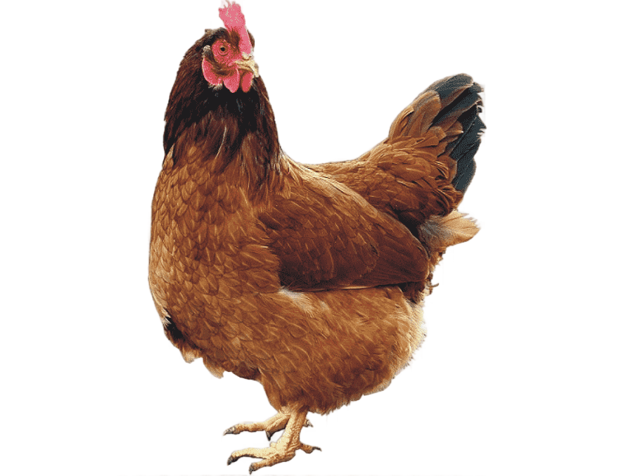 png clipart chicken coop rooster hen chicken food animals