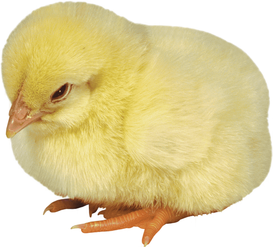 png clipart chicken desktop chicken animals computer