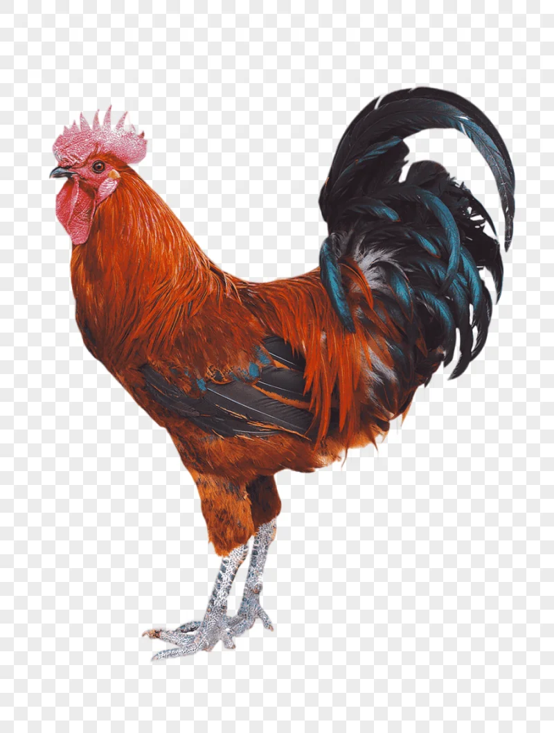 png clipart chicken duck rooster poultry chicken red and black rooster food animals