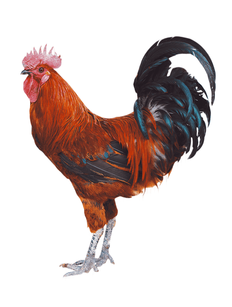 png clipart chicken duck rooster poultry chicken red and black rooster food animals