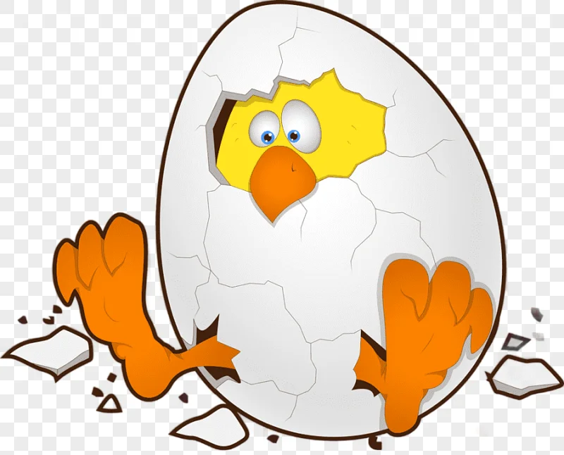 png clipart chicken easter egg cartoon chicken animals chicken