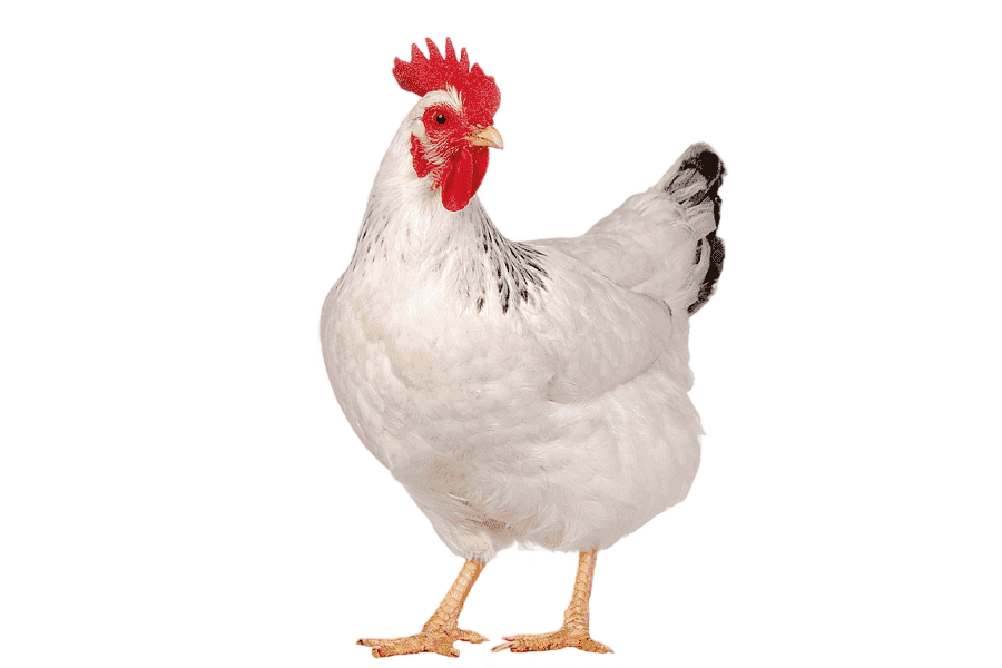 png clipart chicken egg graphy poultry farming poultry food animals
