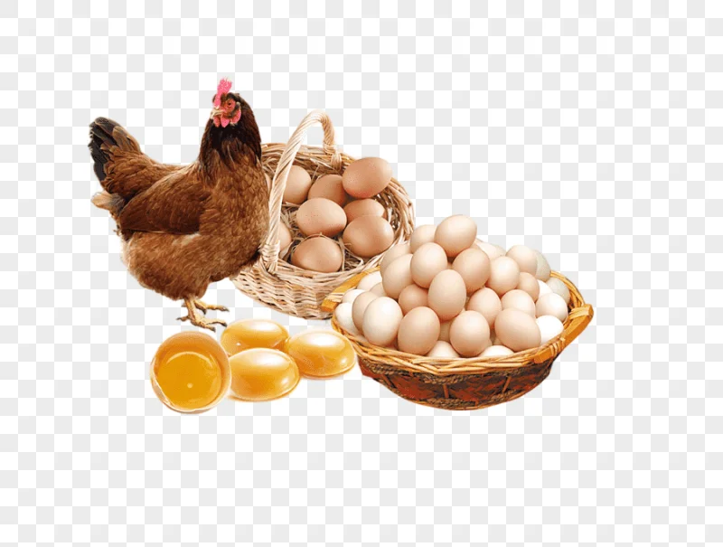 png clipart chicken egg poster advertising egg food photography