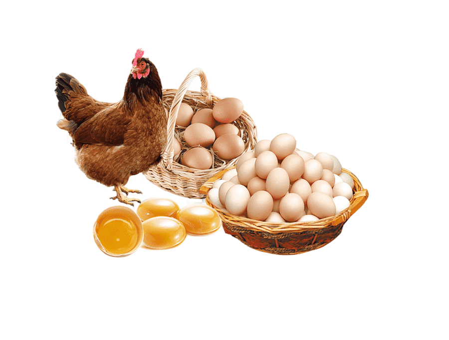 png clipart chicken egg poster advertising egg food photography