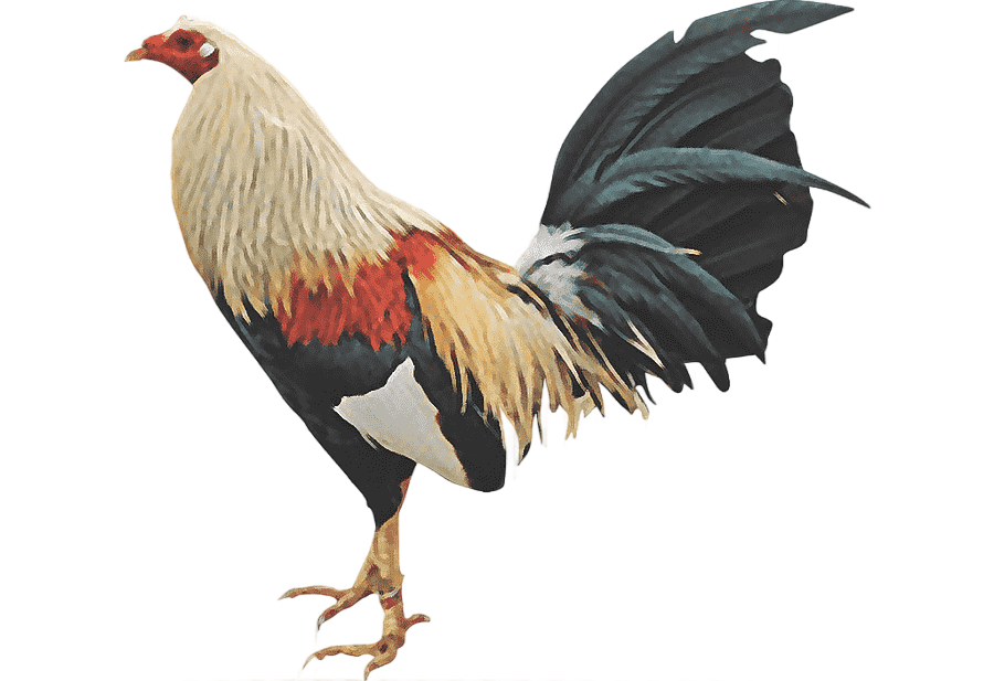 png clipart chicken gamecock rooster cockfight fowl hd popcorn 22 1 animals photography