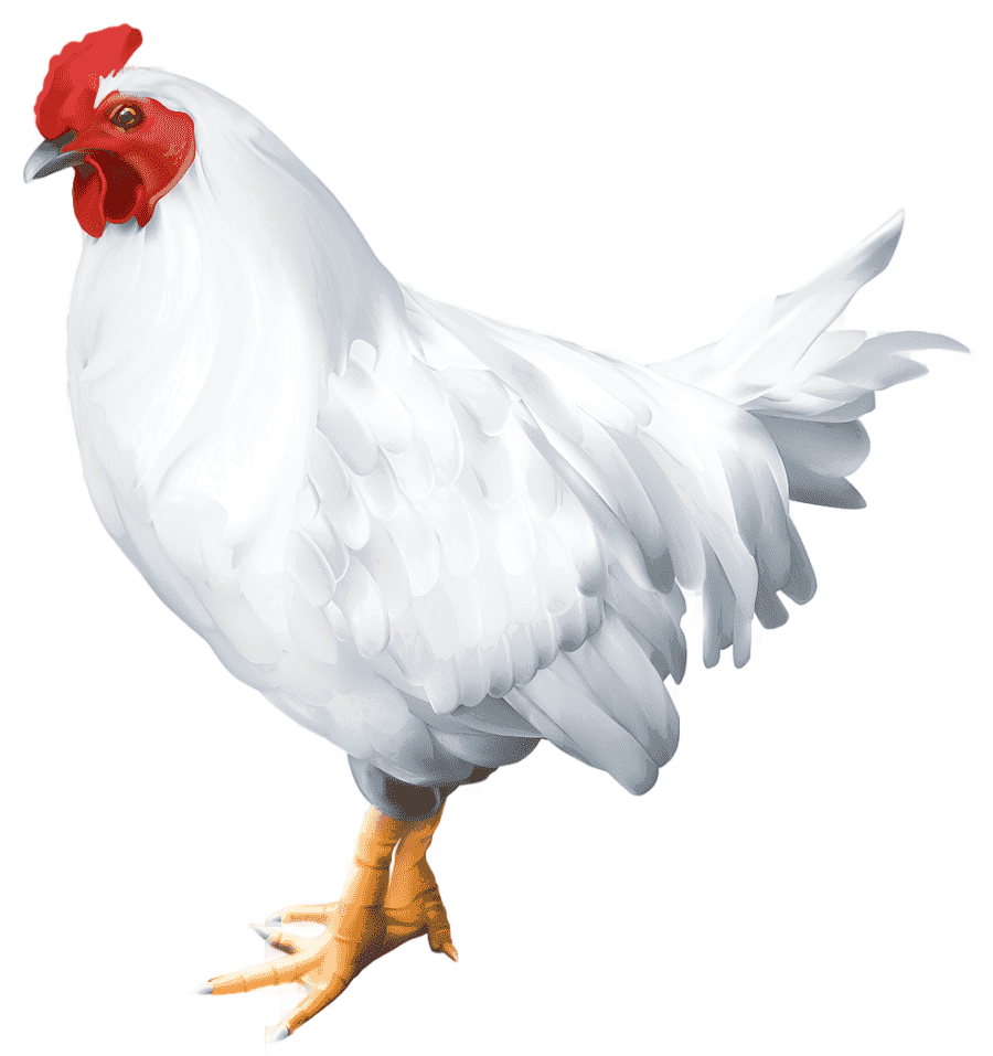 png clipart chicken graphy rooster animals photography