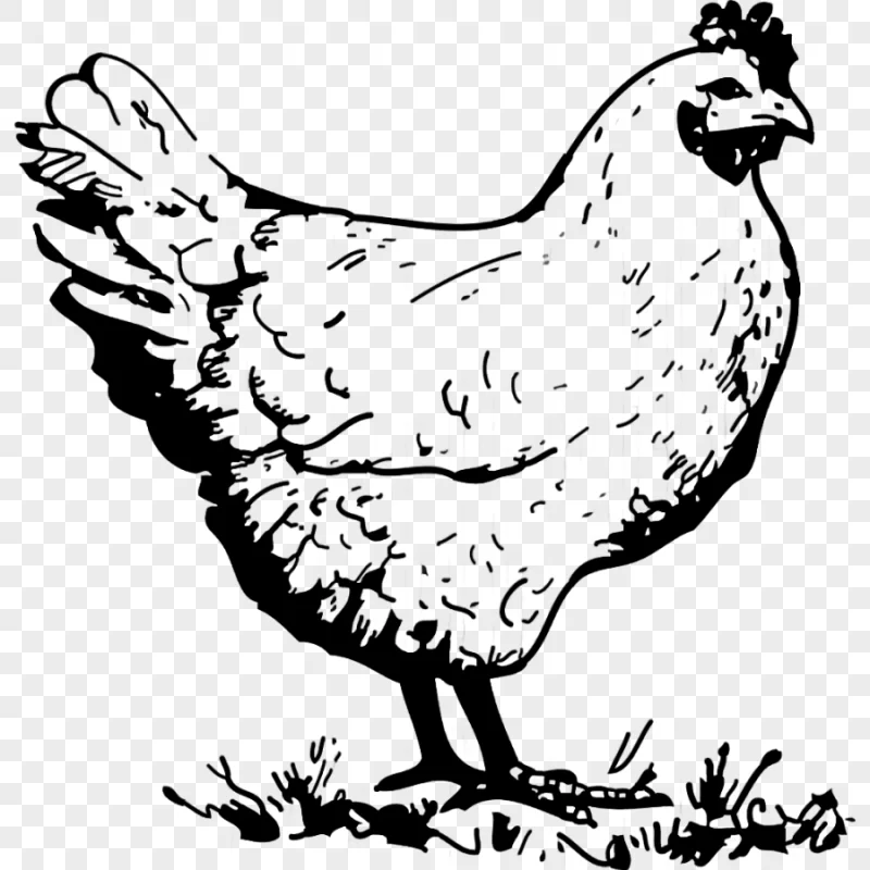 png clipart chicken hen drawing old hen animals chicken meat