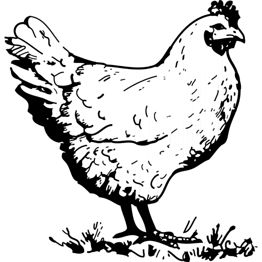 png clipart chicken hen drawing old hen animals chicken meat