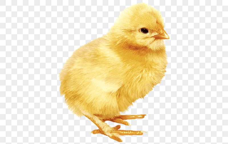 png clipart chicken kifaranga chicken animals photography