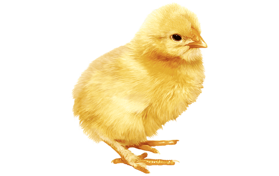 png clipart chicken kifaranga chicken animals photography