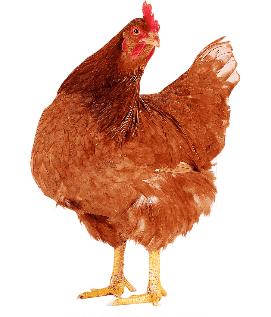 png clipart chicken meat hen poule pondeuse rooster chicken food animals