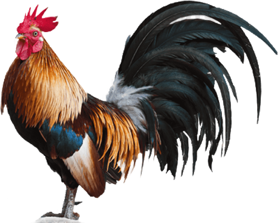 png clipart chicken meat rooster chicken curry bantam rooster wordart food animals