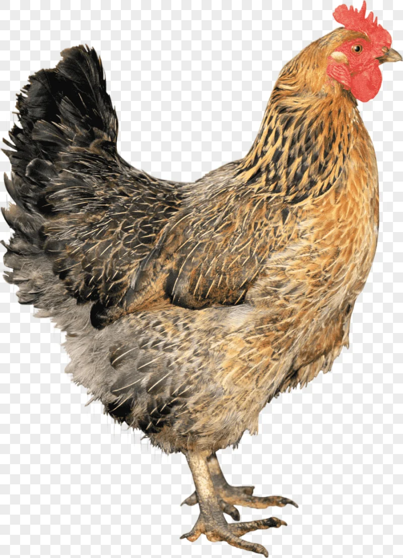 png clipart chicken old library cardiff chicken food animals