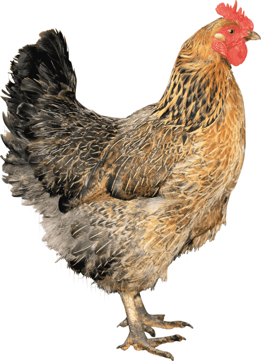 png clipart chicken old library cardiff chicken food animals