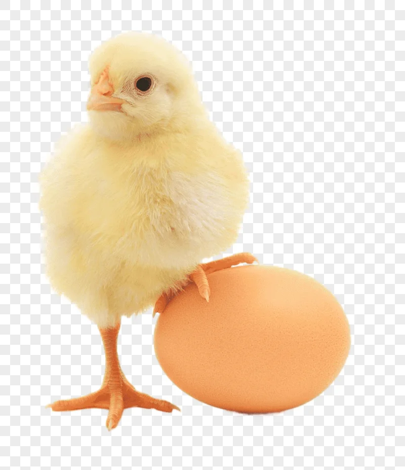 png clipart chicken or the egg chicken or the egg broiler organic egg production chicken f