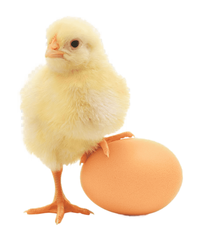 png clipart chicken or the egg chicken or the egg broiler organic egg production chicken f
