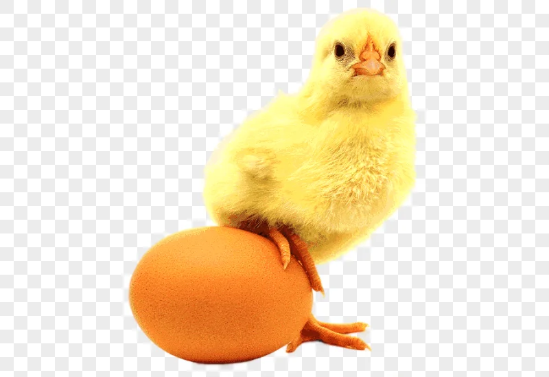 png clipart chicken or the egg chicken or the egg incubator eggshell chicken food animals
