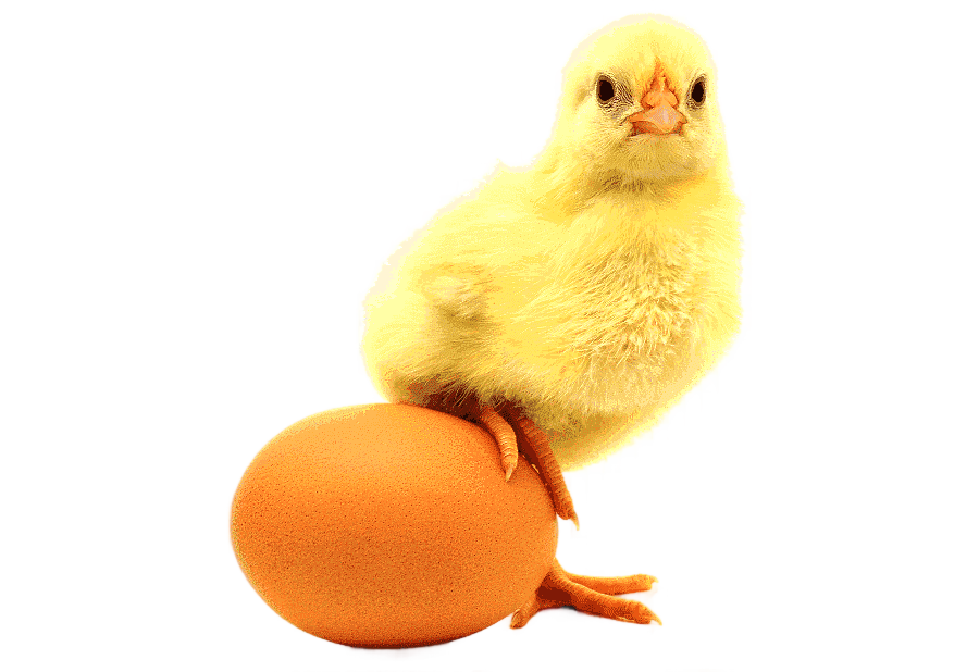 png clipart chicken or the egg chicken or the egg incubator eggshell chicken food animals
