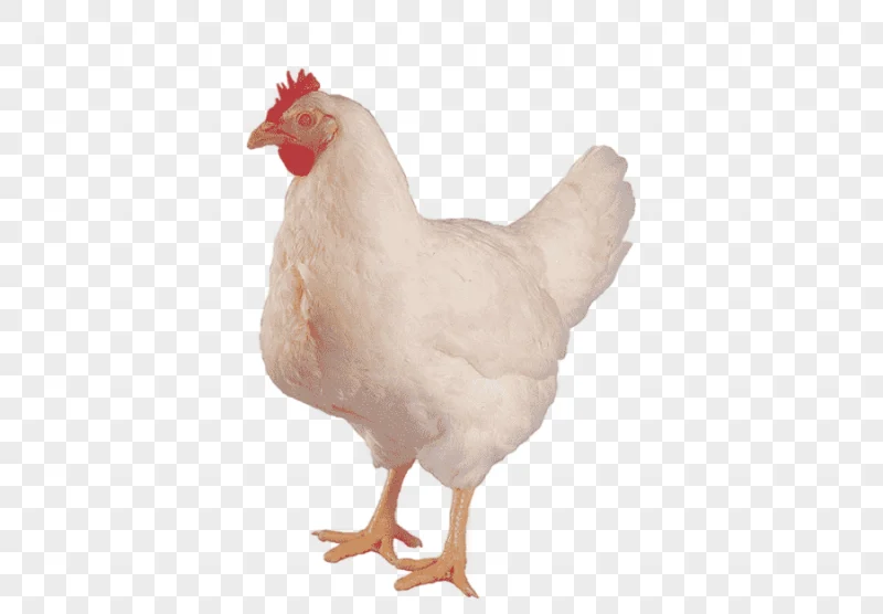 png clipart chicken or the egg hen aviculture chicken animals chicken meat