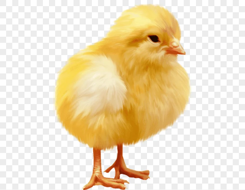png clipart chicken poussin chicken animals chicken