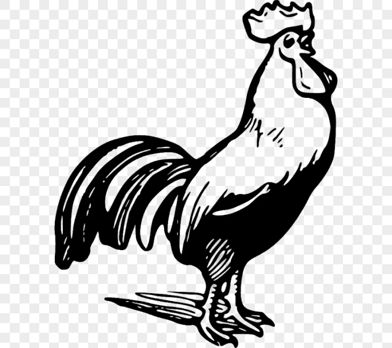 png clipart chicken rooster black and white chicken outline galliformes monochrome