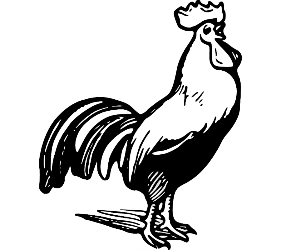 png clipart chicken rooster black and white chicken outline galliformes monochrome