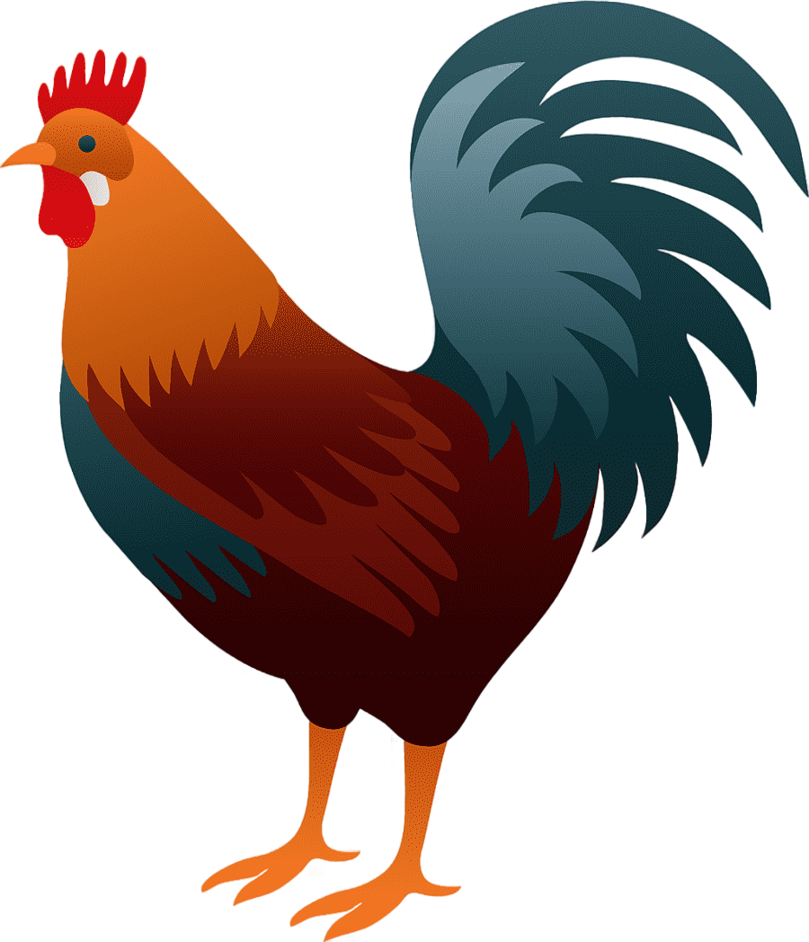 png clipart chicken rooster chicken animals chicken meat