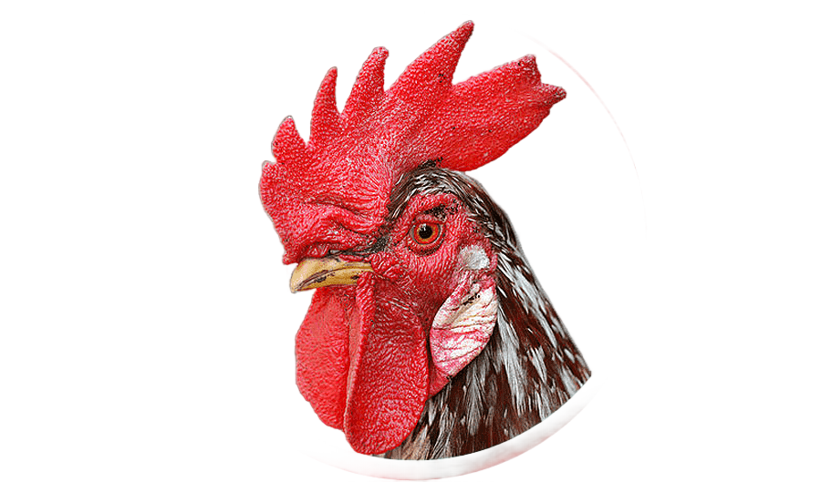 png clipart chicken rooster cockfight comb wattle chicken animals galliformes