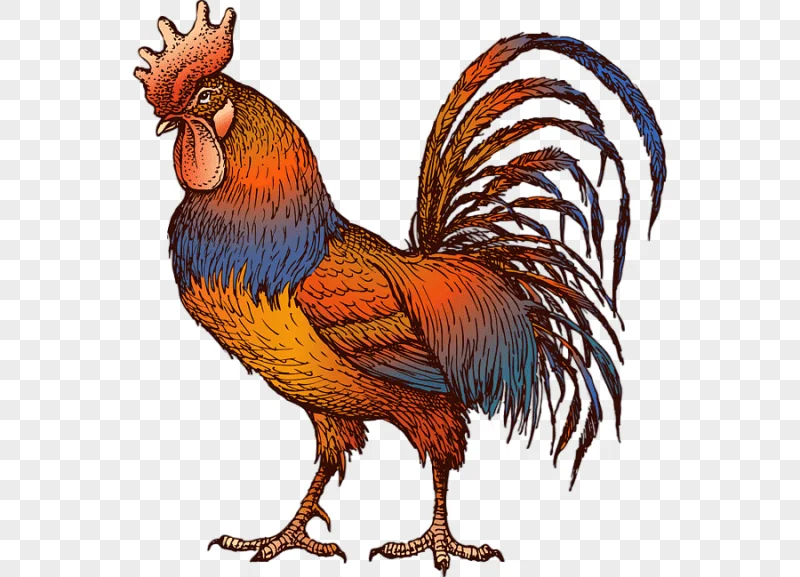 png clipart chicken rooster drawing gamecock chicken animals chicken