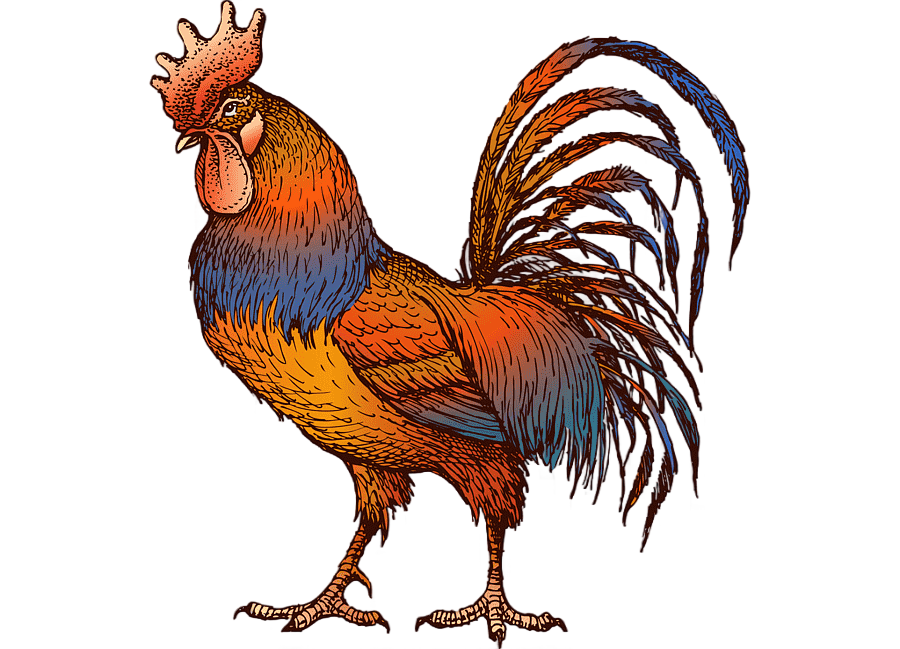 png clipart chicken rooster drawing gamecock chicken animals chicken
