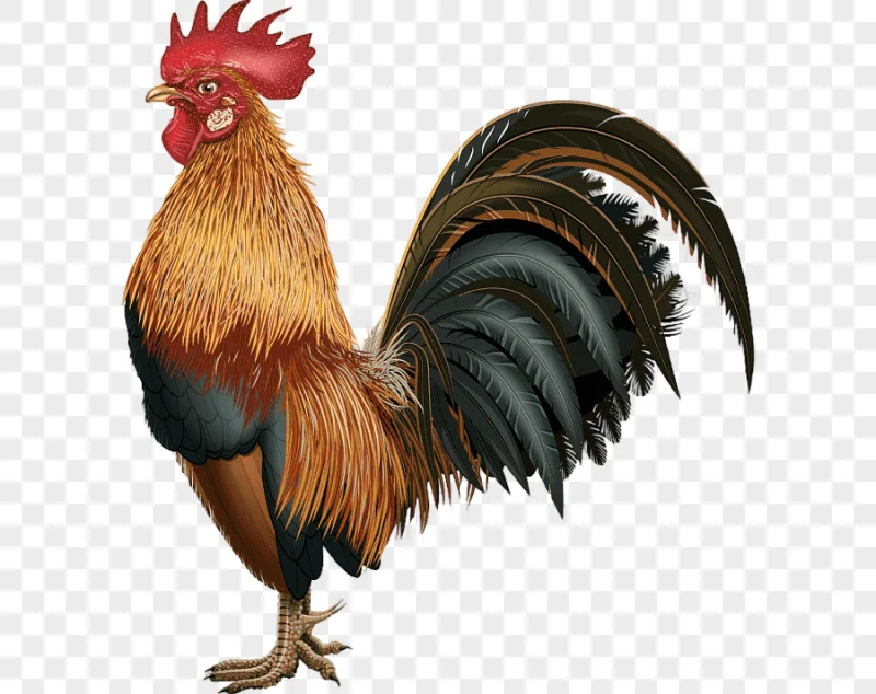png clipart chicken rooster graphy illustration cock animals photography