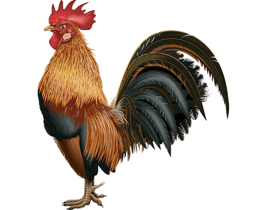 png clipart chicken rooster graphy illustration cock animals photography