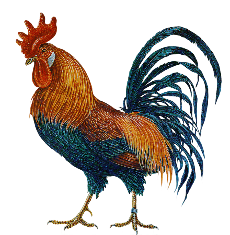 png clipart chicken rooster hahn cock chicken animals chicken