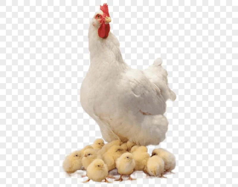 png clipart chicken with chics chicken curry broiler farm animals chickens chicken and cub