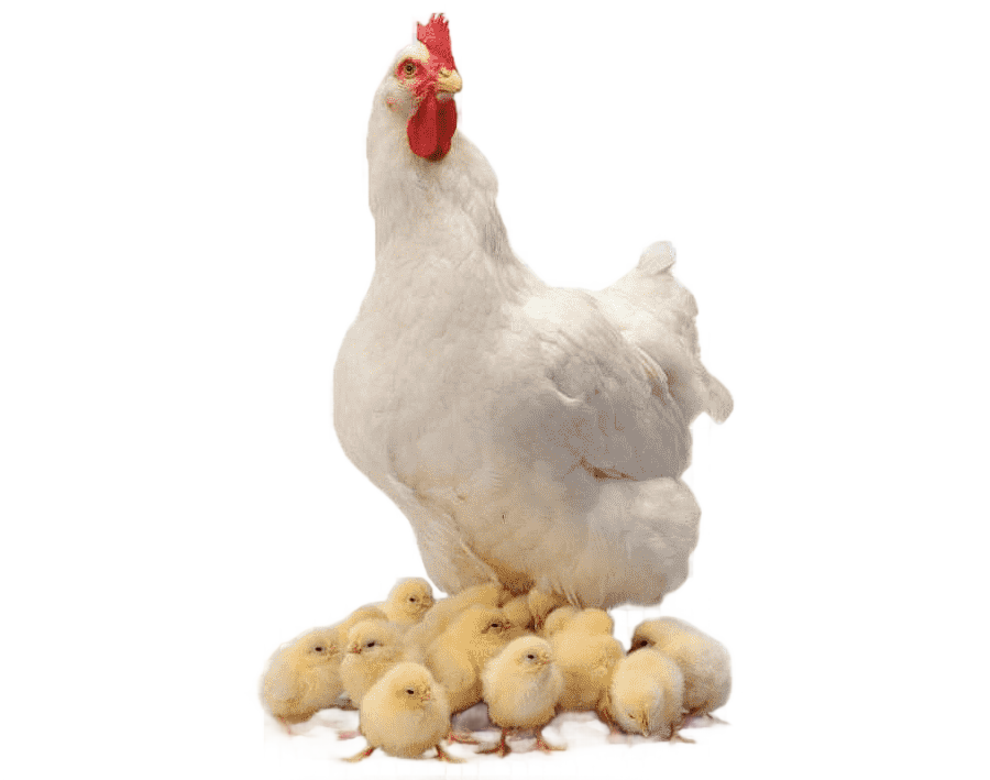png clipart chicken with chics chicken curry broiler farm animals chickens chicken and cub
