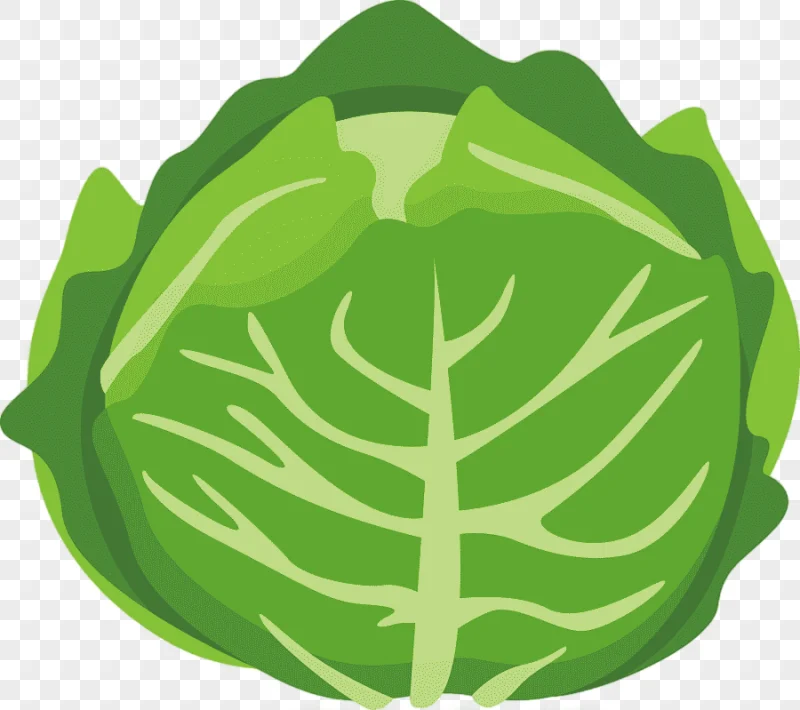 png clipart chinese cabbage vegetable cartoon cartoon cabbage cartoon character leaf vegetable