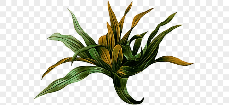 png clipart choix des plus belles fleurs botanical illustration botany picturing plants pa