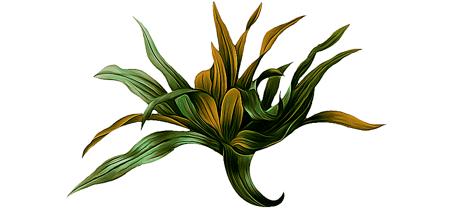 png clipart choix des plus belles fleurs botanical illustration botany picturing plants pa