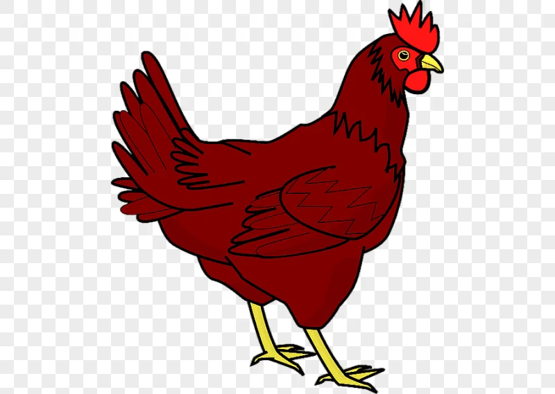 png clipart cochin chicken the little red hen chicken food galliformes