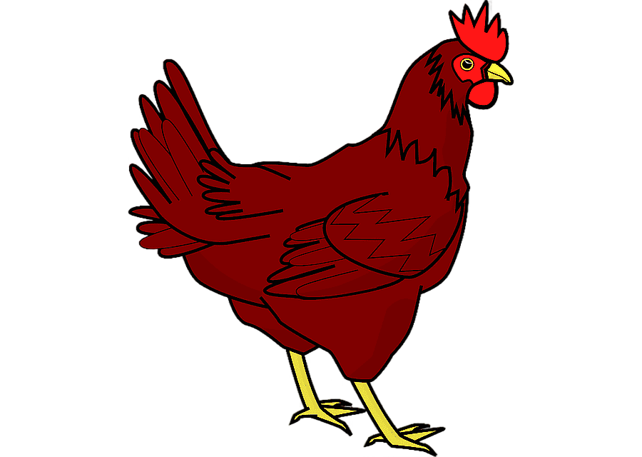png clipart cochin chicken the little red hen chicken food galliformes
