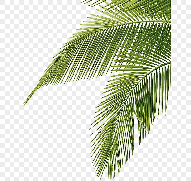 png clipart coconut leaves green png picture taobao details material