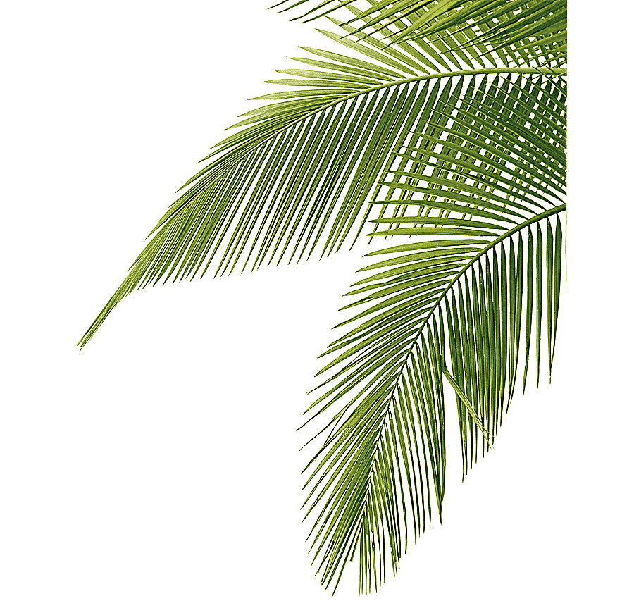 png clipart coconut leaves green png picture taobao details material